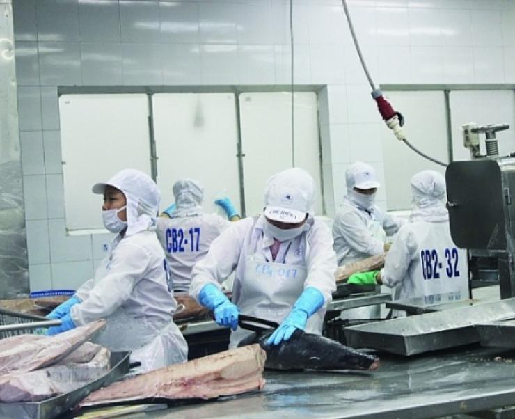 Cá ngừ Việt Nam đối mặt với nhiều khó khăn vì dịch Covid-19