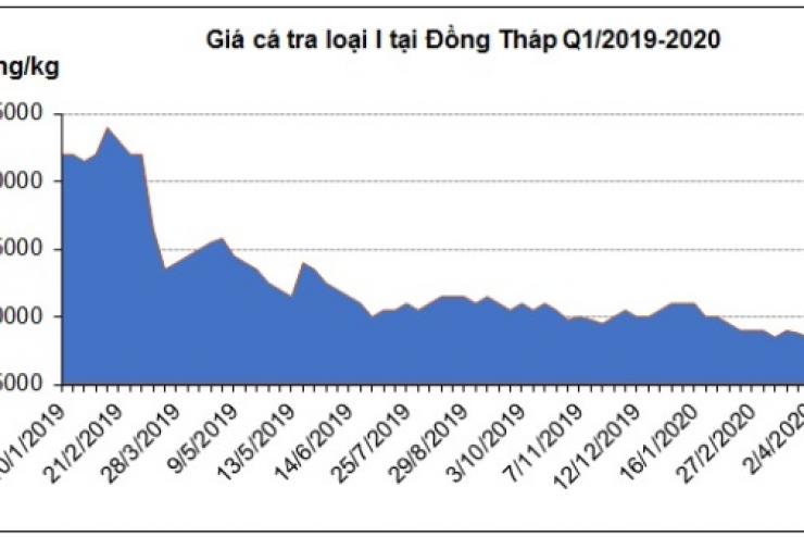 Đầu mùa khai thác cá ngừ, ngư dân đánh bắt trên biển xuyên Tết