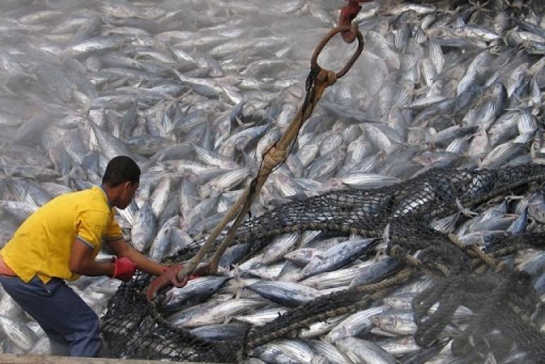 Giá cá ngừ vằn tại Seychelles vẫn ổn định