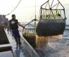 Đầu mùa khai thác cá ngừ, ngư dân đánh bắt trên biển xuyên Tết